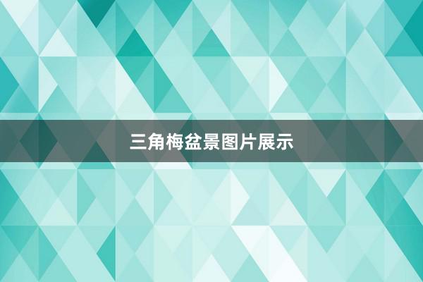 三角梅盆景图片展示